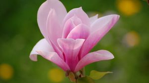 Preview wallpaper flower, petals, pink, plant, background