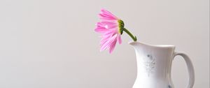 Preview wallpaper flower, petals, pitcher, minimalism