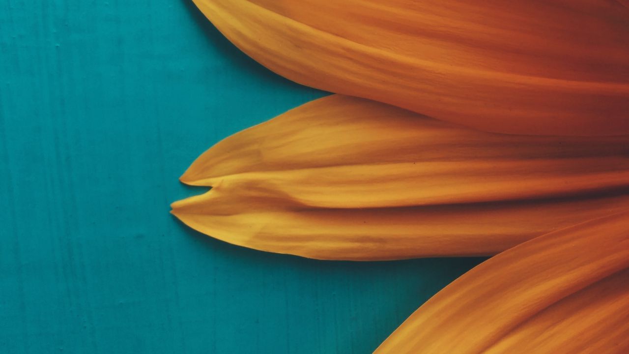 Wallpaper flower, petals, plant, background