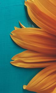 Preview wallpaper flower, petals, plant, background