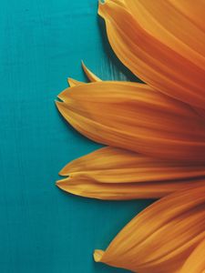 Preview wallpaper flower, petals, plant, background