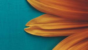 Preview wallpaper flower, petals, plant, background
