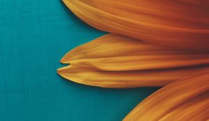 Preview wallpaper flower, petals, plant, background