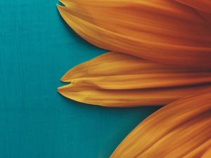 Preview wallpaper flower, petals, plant, background