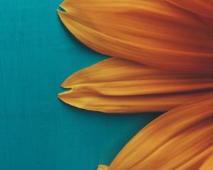 Preview wallpaper flower, petals, plant, background