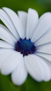 Preview wallpaper flower, petals, plant, macro
