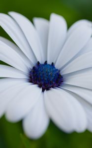 Preview wallpaper flower, petals, plant, macro