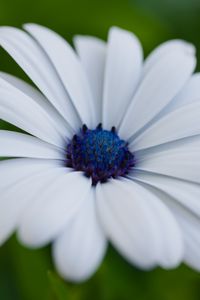 Preview wallpaper flower, petals, plant, macro