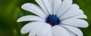 Preview wallpaper flower, petals, plant, macro