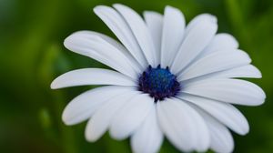 Preview wallpaper flower, petals, plant, macro