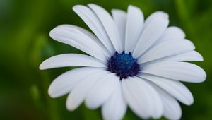 Preview wallpaper flower, petals, plant, macro