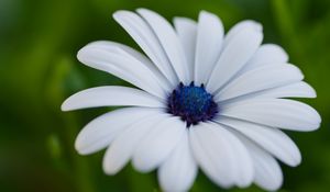 Preview wallpaper flower, petals, plant, macro