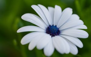 Preview wallpaper flower, petals, plant, macro