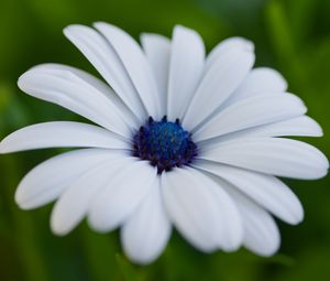 Preview wallpaper flower, petals, plant, macro