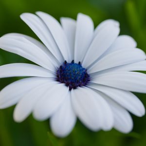 Preview wallpaper flower, petals, plant, macro