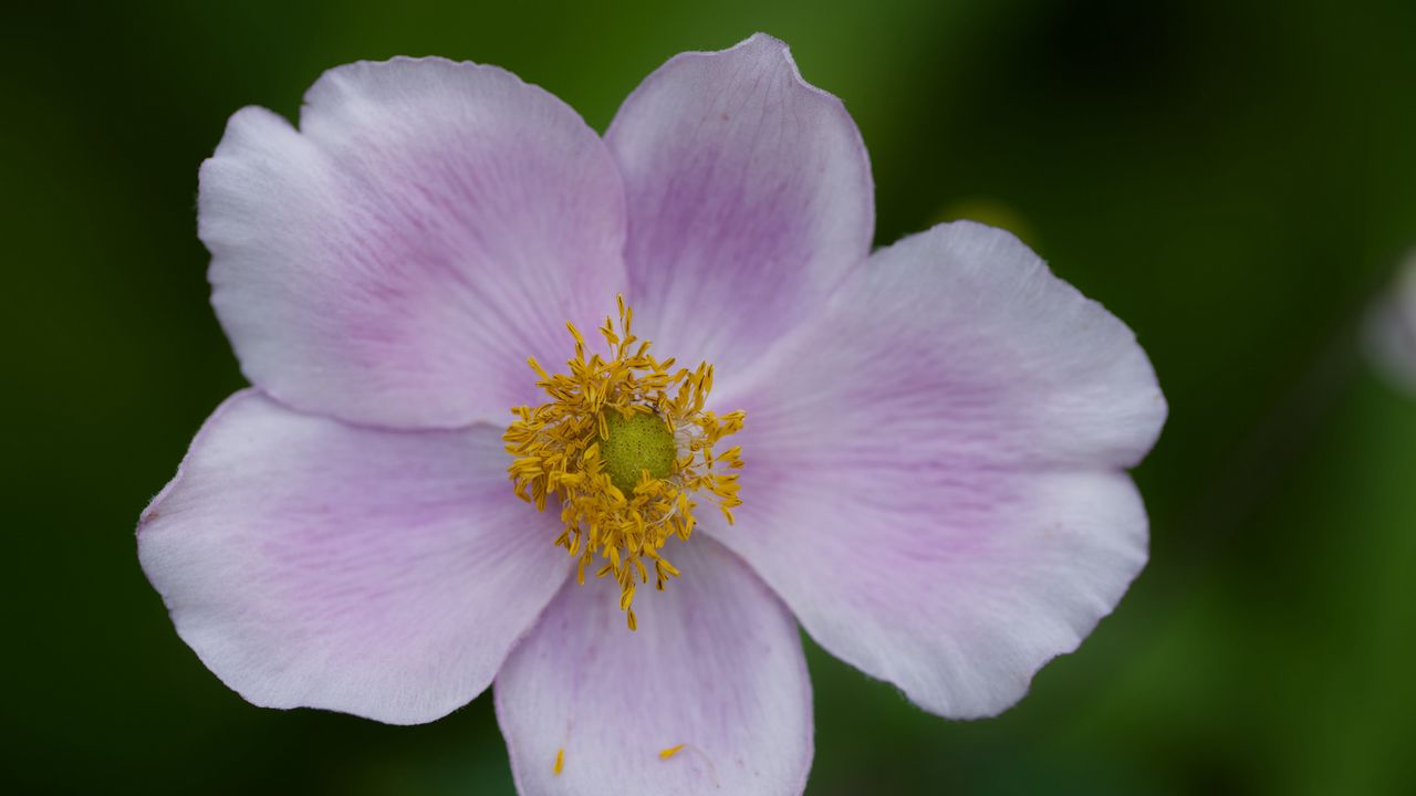 Wallpaper flower, petals, plant, macro, nature