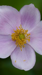Preview wallpaper flower, petals, plant, macro, nature