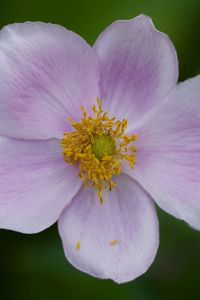Preview wallpaper flower, petals, plant, macro, nature