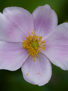Preview wallpaper flower, petals, plant, macro, nature