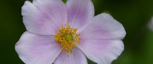Preview wallpaper flower, petals, plant, macro, nature