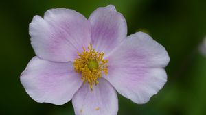 Preview wallpaper flower, petals, plant, macro, nature