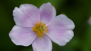 Preview wallpaper flower, petals, plant, macro, nature