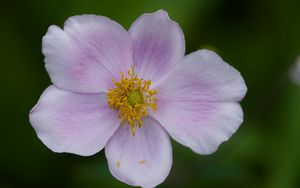 Preview wallpaper flower, petals, plant, macro, nature