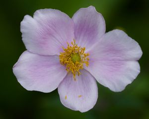 Preview wallpaper flower, petals, plant, macro, nature