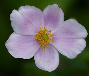 Preview wallpaper flower, petals, plant, macro, nature