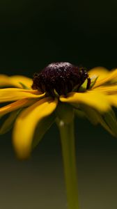 Preview wallpaper flower, petals, plant, nature, macro