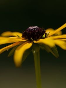 Preview wallpaper flower, petals, plant, nature, macro