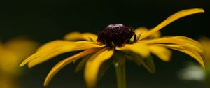 Preview wallpaper flower, petals, plant, nature, macro