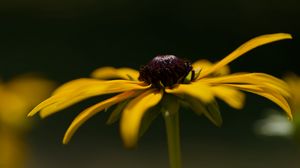 Preview wallpaper flower, petals, plant, nature, macro