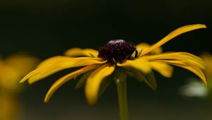 Preview wallpaper flower, petals, plant, nature, macro