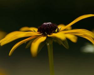 Preview wallpaper flower, petals, plant, nature, macro