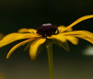 Preview wallpaper flower, petals, plant, nature, macro
