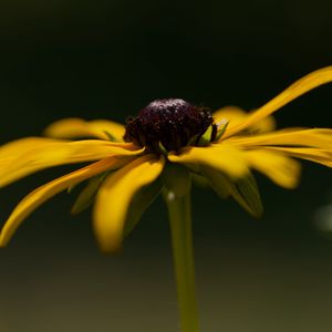 Preview wallpaper flower, petals, plant, nature, macro