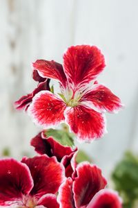Preview wallpaper flower, petals, plant, macro, red