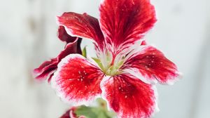 Preview wallpaper flower, petals, plant, macro, red