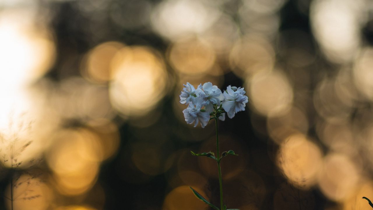 Wallpaper flower, petals, plant, bokeh, macro