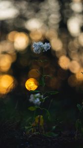 Preview wallpaper flower, petals, plant, bokeh, macro