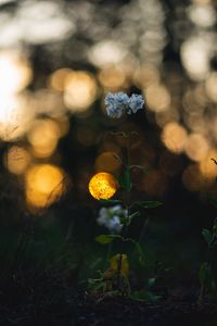 Preview wallpaper flower, petals, plant, bokeh, macro