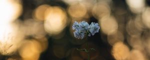 Preview wallpaper flower, petals, plant, bokeh, macro