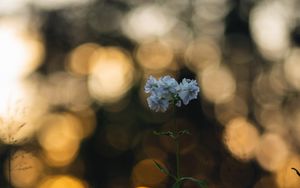 Preview wallpaper flower, petals, plant, bokeh, macro