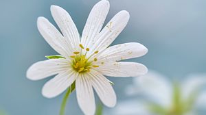 Preview wallpaper flower, petals, plant, blur, macro