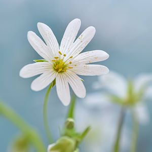 Preview wallpaper flower, petals, plant, blur, macro