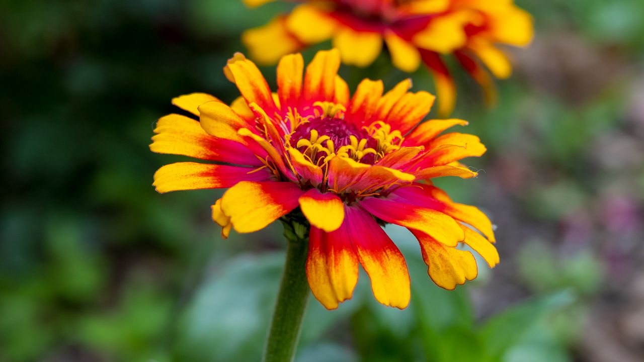 Wallpaper flower, petals, plant, leaves, macro