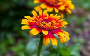 Preview wallpaper flower, petals, plant, leaves, macro