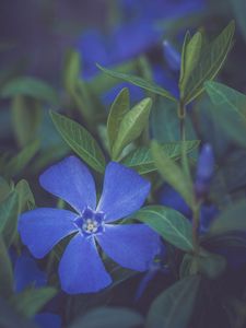 Preview wallpaper flower, petals, plant, macro, blue