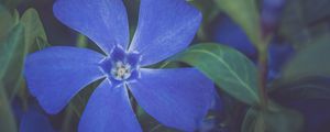 Preview wallpaper flower, petals, plant, macro, blue